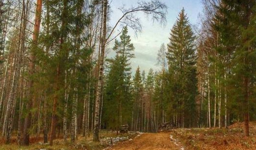 Канал лесной хутор. Лесной Хутор поселок. Лесной Хутор Сарженка. ДНП Лесной Хутор. Лесная Буча коттеджный поселок.